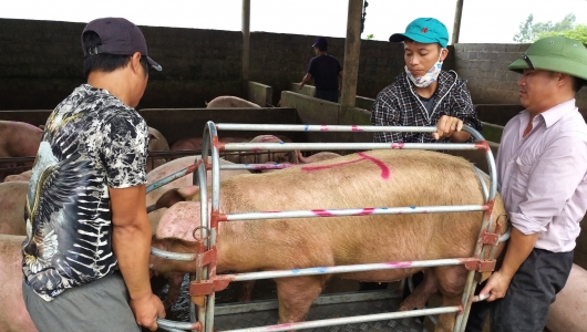 Giá heo hơi hôm nay 4/11: Cả nước tăng vù vù, lãi 5 triệu đồng/con