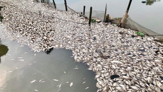 Ninh Bình: Cá chết hàng loạt trên sông Chanh