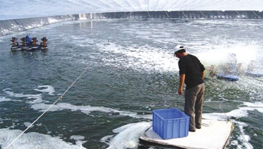 Mẹo nuôi tôm vào mùa lạnh hiệu quả