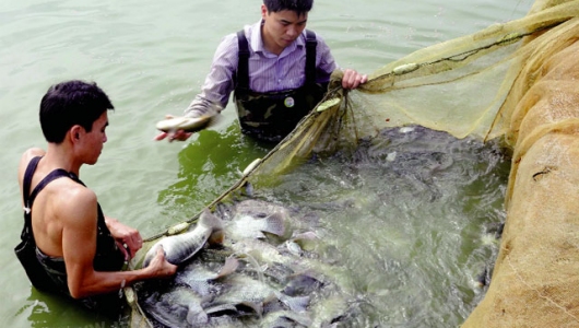 Phòng và trị bệnh nuôi cá nước ngọt