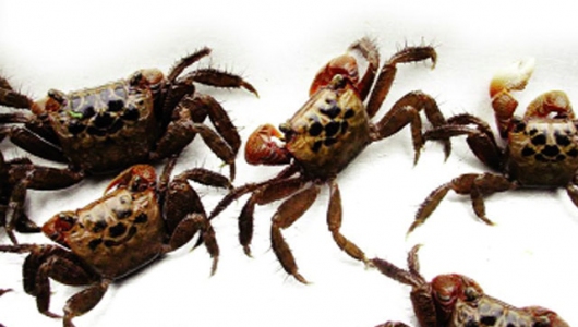 Vật trung gian mang virus đốm trắng