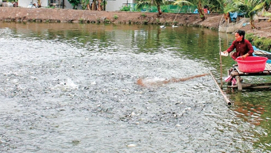 Giá cá tra giống tăng trở lại