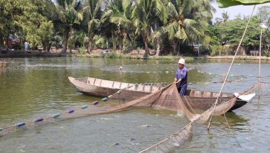 Cá tra giống rớt giá, người nuôi lỗ nặng