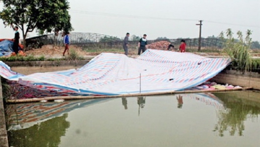 Phòng chống rét cho cá nuôi