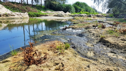 Ô nhiễm vì chất thải nuôi tôm