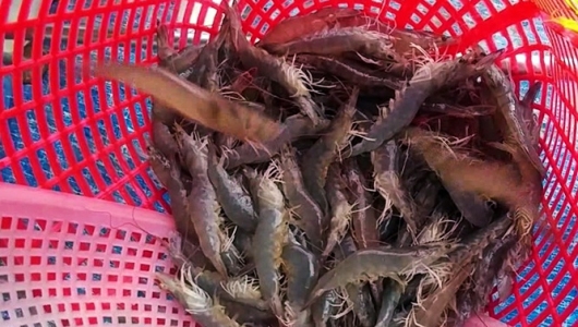 Tôm vào mùa thu hoạch Rớt giá, 