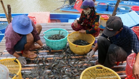 NUÔI TÔM KHÔNG KHÁNG SINH-NIỀM VUI THU TÔM ĐƯỢC GIÁ TỪ SẢN PHẨM SẠCH