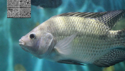 Phòng và điều trị bệnh liên cầu khuẩn ở cá rô phi