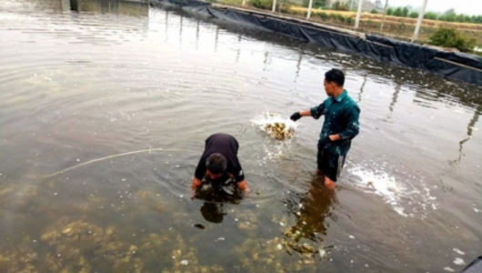 Làm giàu thành công với nghề nuôi hàu giống, thu tiền tỷ mỗi năm