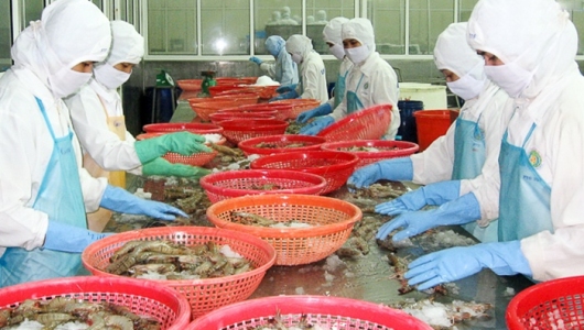 Cơ hội đang rõ ràng hơn với ngành tôm