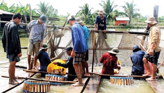 ĐBSCL: Giá cá tra nguyên liệu tăng nhẹ