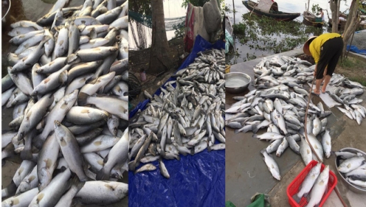 Sau 1 đêm, cá lồng giá trị lớn của toàn xã chết nổi trắng sông