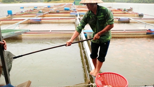Cát Tiên: Cá lồng bè chết hàng loạt do nhiễm khuẩn đường ruột