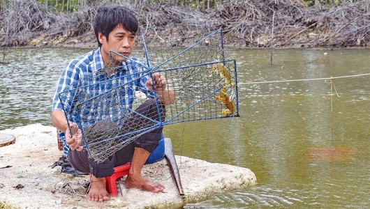Bước tiến trong kỹ thuật nuôi tôm tít hiệu quả