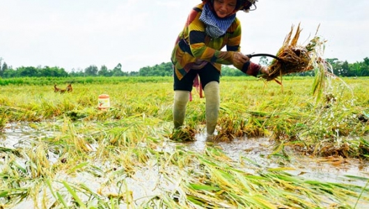 Mưa lớn, sâu bệnh gây hại cho sản xuất lúa ở Kiên Giang