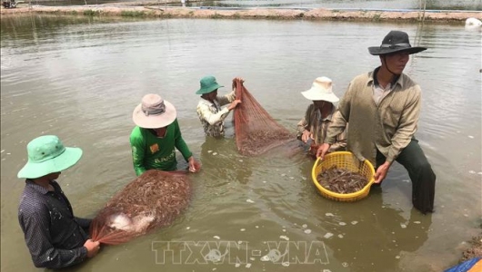 Giá tôm nguyên liệu tăng, người nuôi rục rịch thả nuôi mới