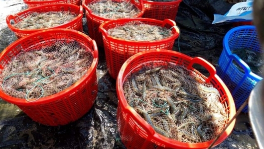 Nuôi tôm công nghệ cao trúng đậm