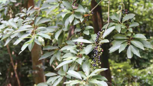 Đánh giá ảnh hưởng của lá cây màng tang lên khả năng kháng bệnh do vi khuẩn (Aeromonas hydrophyla) của cá trắm cỏ (Ctenopharyngodon idella)