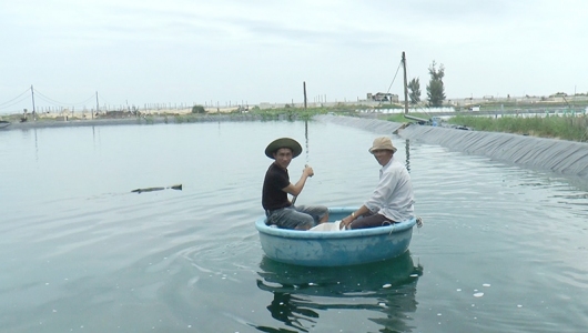 Nuôi cá mú từ ao tôm