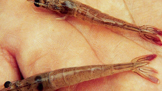 Bệnh đuôi đỏ (Taura)