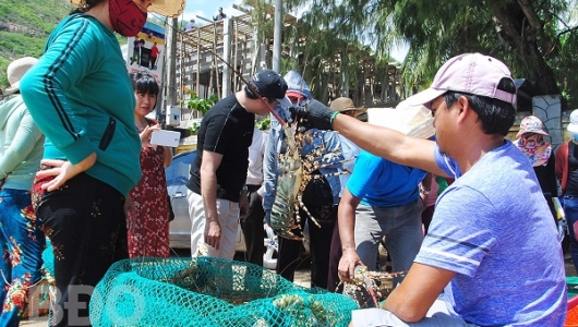 Tôm hùm thương phẩm tăng 200 - 300 nghìn đồng/kg
