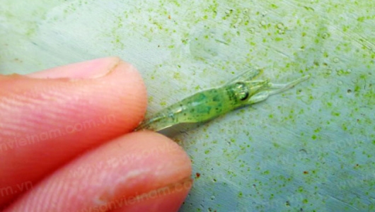 Phòng, chống bệnh vi bào tử trùng trên tôm