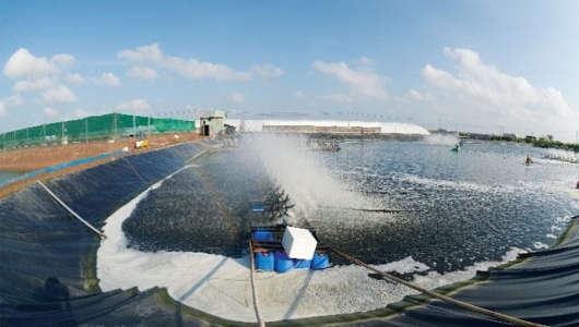 Hóa giải nỗi lo lớn trong nuôi trồng thủy sản