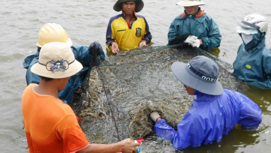 Bình Định: Tôm nuôi nước lợ tăng giá trở lại