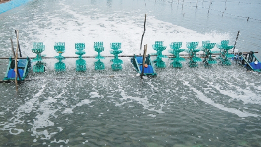 Màu nước ao nuôi: Nhân tố tác động và giải pháp