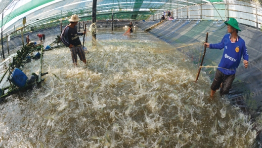 Nuôi tôm an toàn sinh học