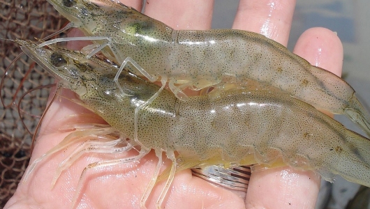 Tính di truyền sức chịu đựng Amonia của tôm thẻ