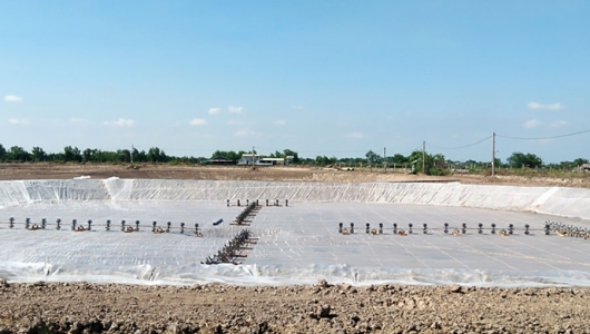 Mặn lên sớm, giá tôm cao, có nên vội vã thả nuôi?