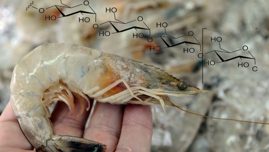 Polysaccharides trong quản lý bệnh thủy sản