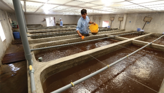 Một số biện pháp phòng, chống dịch EHP tại các cơ sở sản xuất tôm giống