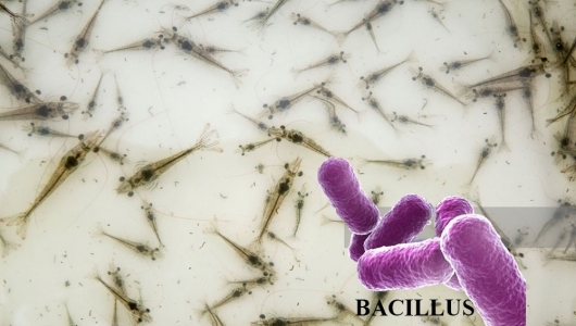 Sử dụng Bacillus để ức chế vi khuẩn Vibrio Harveyi gây bệnh trên tôm nuôi