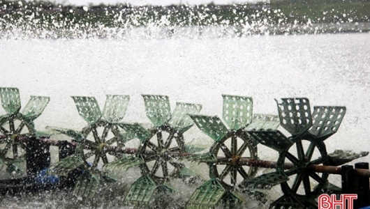 Cảnh giác với dịch bệnh trên tôm nuôi trước tiết trời 