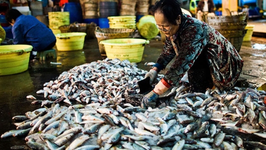 Trung Quốc: Hãng bán buôn thủy sản tươi sống thiệt hại nặng do coronavirus