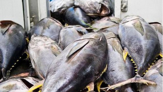 Cá ngừ xuất khẩu sang Mỹ tăng đột biến