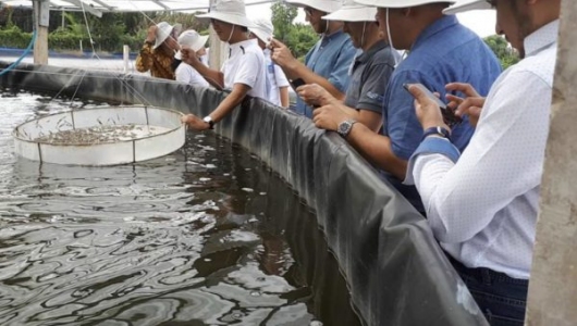 Ngành tôm xuất khẩu: Chủ động lợi thế ngay sau mùa dịch