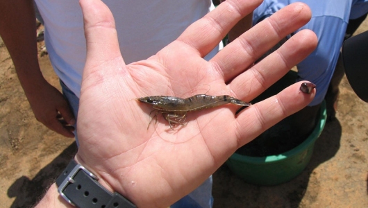 Hệ vi sinh đường ruột của tôm bị bệnh