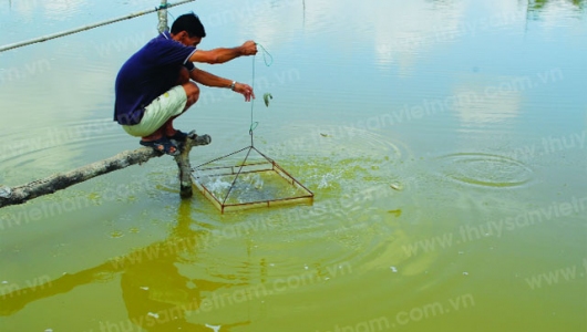 Một số biện pháp chống nóng cho thủy sản