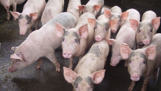 Giá heo hơi hôm nay 13/4: Lặng sóng đầu tuần với mức cao 80.000 đồng/kg