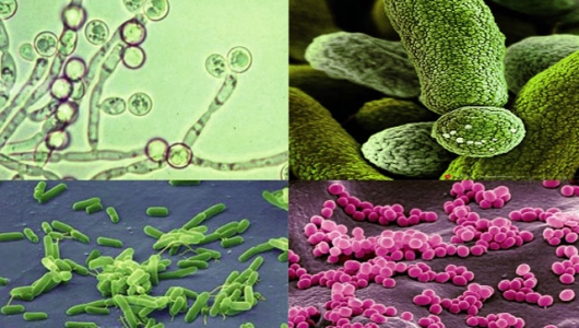 Vi sinh với nuôi trồng thủy sản