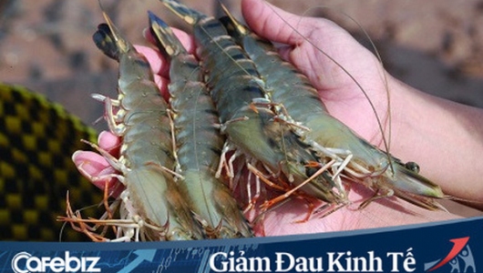 Ngược chiều thị trường nông sản, nhu cầu tôm thế giới đang trên đà tăng, nông dân Việt đối mặt với nguy cơ thiếu nguồn cung nguyên liệu