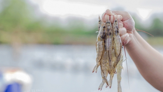 Bất lực nhìn giá đi lên