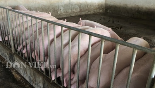 Giá heo hơi hôm nay 24/4: Giảm 3.000 đồng/kg, nhập 3.000 lợn giống cụ kị, ông bà