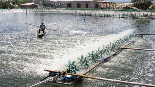 Khuyến cáo các giải pháp nuôi tôm
