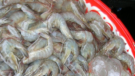 Giá tôm biến động: Người nuôi không nên bi quan