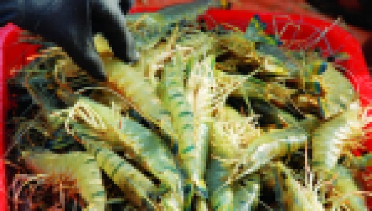 COVID-19 sẽ ảnh hưởng đến chuỗi cung ứng tôm vào những tháng hè