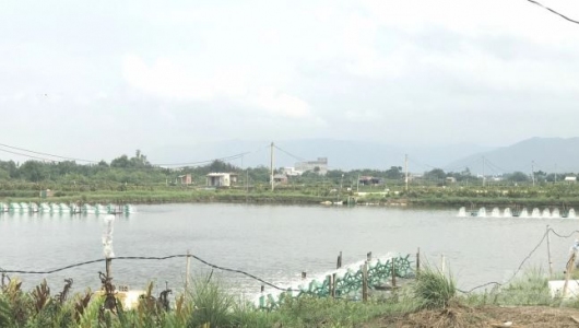 Tôm nuôi ở Bình Định 